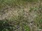 Stipa borysthenica v NPR Čenkovská lesostep